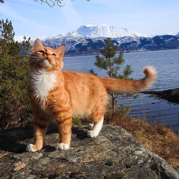 Kuronuma a rejoint le concours — aidez-le/la à gagner de superbes lots ! carnivore, cat, fawn, felidae, grass, lake, landscape, larch, morning, mountain, natural_landscape, nature, plant, sky, small_to_medium_sized_cats, tail, tree, water, whiskers, wood