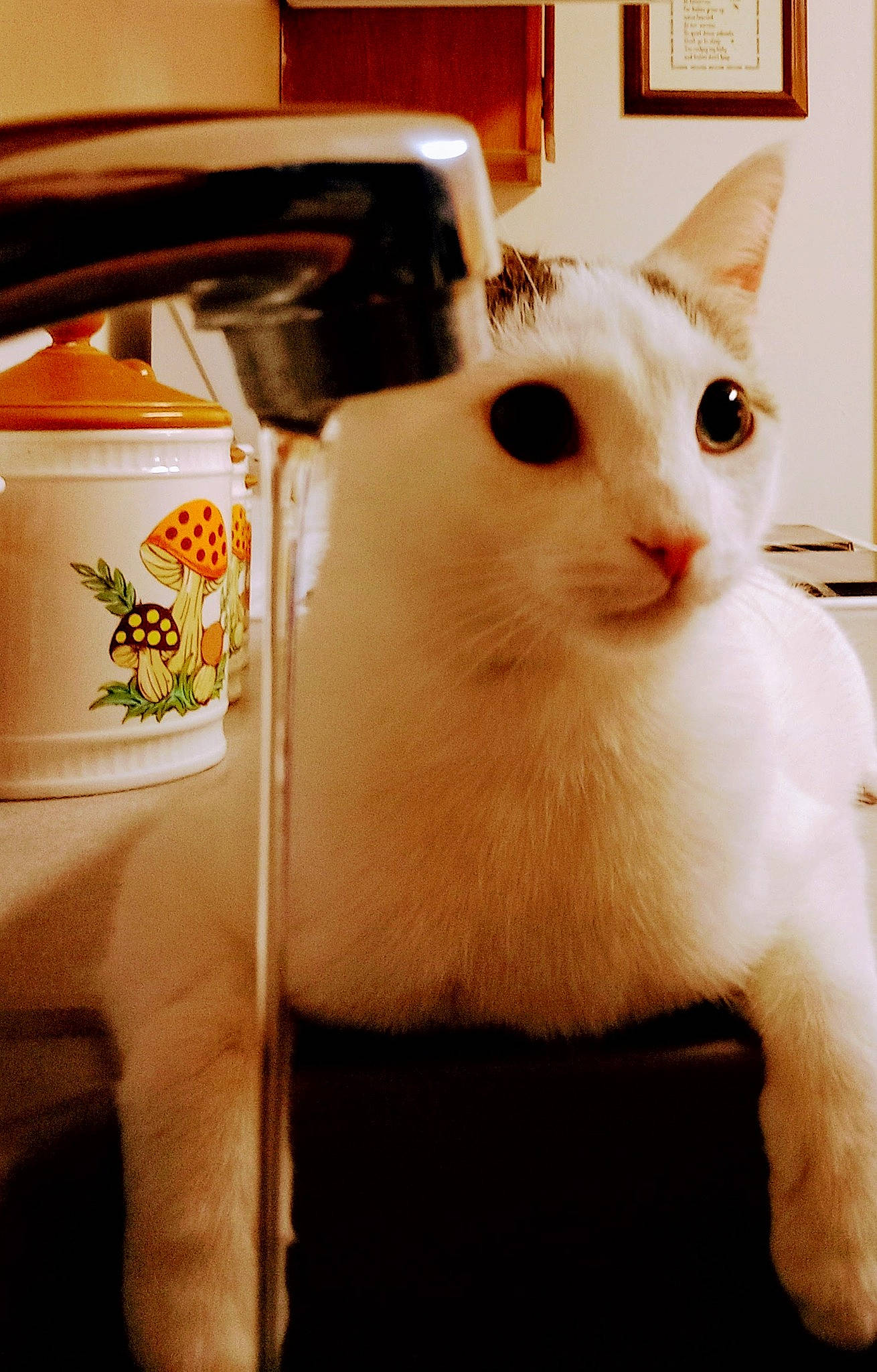 Cuddles joined the competition — help win amazing prizes! box, carnivore, cat, domestic_short_haired_cat, felidae, fur, pet_supply, small_to_medium_sized_cats, snout, tail, whiskers