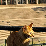 Chico joined the competition — help win amazing prizes! cat, ginger_cat, animal, pet, outdoor, sunlight, feline, window, building, stairs, railing, shadow, daylight, nature, curious, mammal, whiskers, ears, fur, portrait
