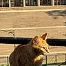 cat, ginger_cat, animal, pet, outdoor, sunlight, feline, window, building, stairs, railing, shadow, daylight, nature, curious, mammal, whiskers, ears, fur, portrait