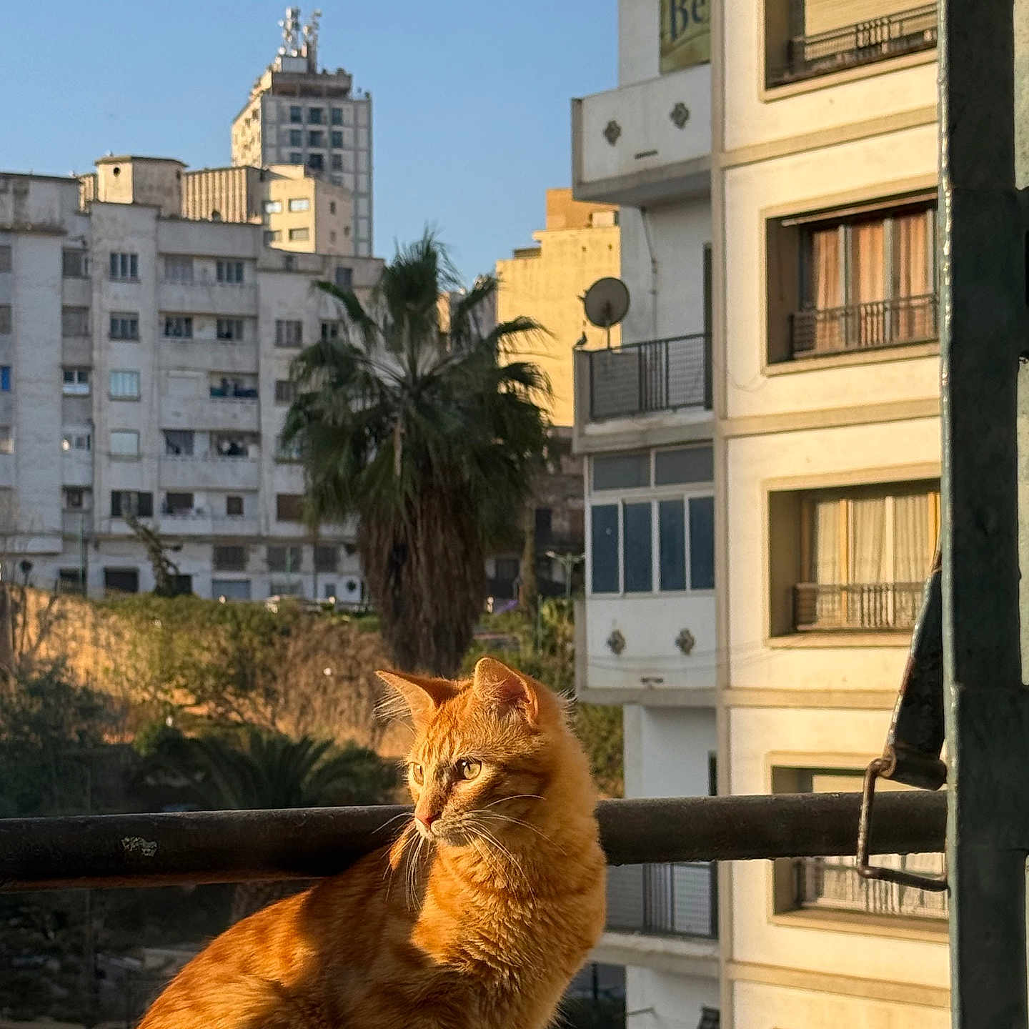 Chico