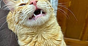 Chico joined the competition — help win amazing prizes! cat, orange_tabby, pets, animal, whiskers, teeth, mouth_open, fur, indoor, couch, brown, wooden_door, closeup, funny_face, cute, feline, domestic_cat, sitting, house, expression