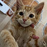 kitten, cat, orange_tabby, pet, cute, indoor, animal, feline, whiskers, fur, paws, floor_tiles, hand, holding, close_up, curious, young, domestic_cat, eyes, portrait