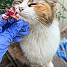 cat, calico_cat, flower, glove, blue_glove, outdoor, plant, greenery, whiskers, feline, pet, closeup, sniffing, nature, soft_focus, fur, paw, bench, leaf, garden
