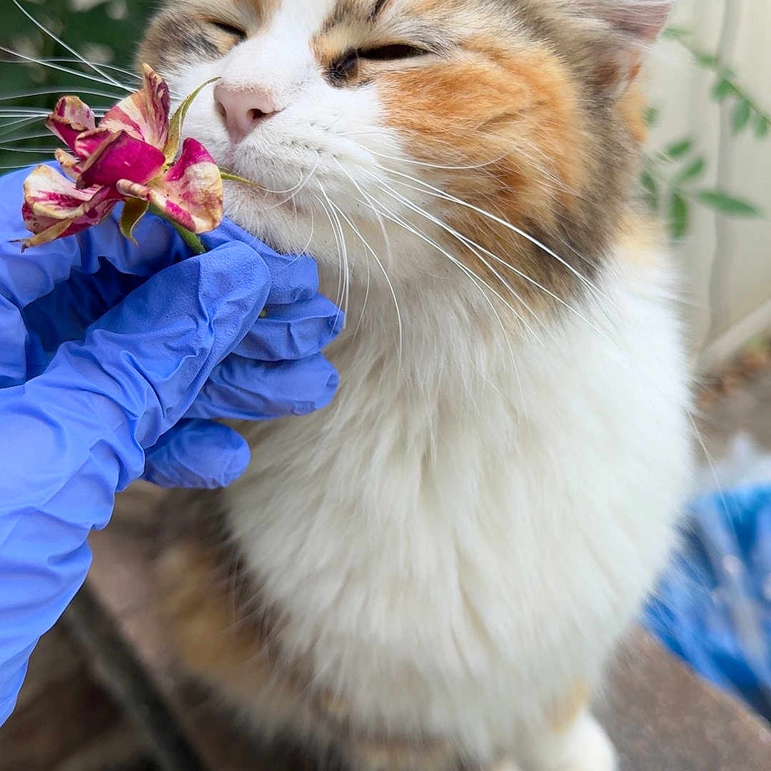 Ginny is registered to the contest to win money with this photo: cat, calico_cat, flower, glove, blue_glove, outdoor, plant, greenery, whiskers, feline, pet, closeup, sniffing, nature, soft_focus, fur, paw, bench, leaf, garden