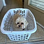 dog, laundry_basket, indoor, tile_floor, small_dog, fluffy, pet, curious, white_basket, home, window, blurred_background, flooring, cute, animal, domestic, looking_up, furry, companion, household