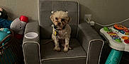 Milo joined the competition — help win amazing prizes! dog, small_dog, armchair, gray_chair, carpet, toy, childrens_toy, scattered_toys, playroom, indoor, pet, collar, wall, power_outlet, basket, plastic_toy, floor, cute, seated, furniture