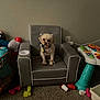 dog, small_dog, armchair, gray_chair, carpet, toy, childrens_toy, scattered_toys, playroom, indoor, pet, collar, wall, power_outlet, basket, plastic_toy, floor, cute, seated, furniture
