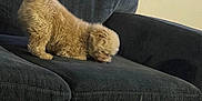 Milo is registered to the contest to win money with this photo: dog, small_dog, curly_fur, couch, furniture, indoor, pet, sniffing, tail, curious, home, living_room, vertical_blinds, wall, canine, animal, domestic_animal, cozy, soft_fur, side_view