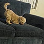 dog, small_dog, curly_fur, couch, furniture, indoor, pet, sniffing, tail, curious, home, living_room, vertical_blinds, wall, canine, animal, domestic_animal, cozy, soft_fur, side_view