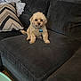 dog, small_dog, fluffy, couch, pillow, blanket, indoor, pet, furniture, living_room, cute, collar, tag, sitting, looking, brown_dog, fur, domestic_animal, home, cozy