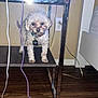 Milo joined the competition — help win amazing prizes! dog, small_dog, fluffy, pet, standing, furniture, table, metal, wooden_floor, cable, electrical_outlet, indoor, beige_wall, collar, tag, curious, animal, companion, household, looking