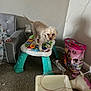 Milo is registered to the contest to win money with this photo: dog, toy, baby_activity_table, carpet, child, sofa, power_strip, wall, corner, plastic_toy, container, floor, indoor, pet, furniture, play_area, cord, childrens_toy, small_dog, curious