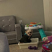 Milo is registered to the contest to win money with this photo: dog, small_dog, sweater, plastic_container, carpet, living_room, toy, baby_activity_table, plush_toy, purple_chew_toy, furniture, gray_chair, neutral_wall, floor_outlet, indoor, pet, cute, seated, looking_at_camera, cozy