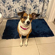 Lady joined the competition — help win amazing prizes! dog, small_dog, bathroom, bath_mat, blue_mat, floral_shower_curtain, tile_floor, pet, curious, attentive, brown_and_white, pink_collar, indoor, flooring, domestic_animal, animal, cute, ears, sitting, looking_up