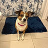 dog, small_dog, bathroom, bath_mat, blue_mat, floral_shower_curtain, tile_floor, pet, curious, attentive, brown_and_white, pink_collar, indoor, flooring, domestic_animal, animal, cute, ears, sitting, looking_up