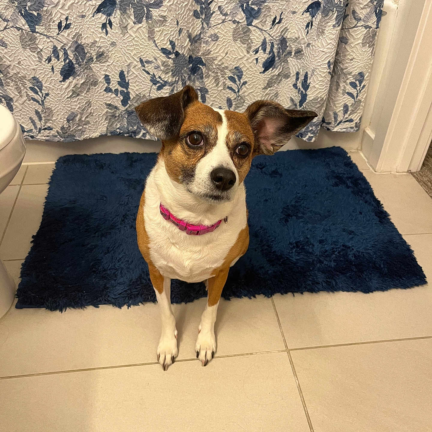 Lady joined the competition — help win amazing prizes! dog, small_dog, bathroom, bath_mat, blue_mat, floral_shower_curtain, tile_floor, pet, curious, attentive, brown_and_white, pink_collar, indoor, flooring, domestic_animal, animal, cute, ears, sitting, looking_up