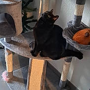 Pumba a rejoint le concours — aidez-le/la à gagner de superbes lots ! black_cat, cat, cat_tree, cozy, feather_toy, fur, furniture, green_eyes, home_interior, indoor, looking_up, paw, pet, pet_toy, plush_toy, scratching_post, sitting, tiled_floor, vertical_photo, whiskers