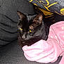 cat, black_cat, yellow_eyes, pink_blanket, couch, fabric, cozy, indoor, pet, animal, fur, resting, closeup, texture, soft, blanket, comfort, relaxed, domestic, cute
