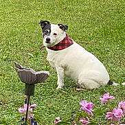 Charlie Pride is registered to the contest to win money with this photo: dog, white_dog, black_patch, bandana, red_bandana, grass, lawn, flowers, pink_flowers, garden_ornament, outdoor, pet, animal, sitting, nature, greenery, daylight, canine, cute, portrait