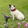 dog, white_dog, black_patch, bandana, red_bandana, grass, lawn, flowers, pink_flowers, garden_ornament, outdoor, pet, animal, sitting, nature, greenery, daylight, canine, cute, portrait
