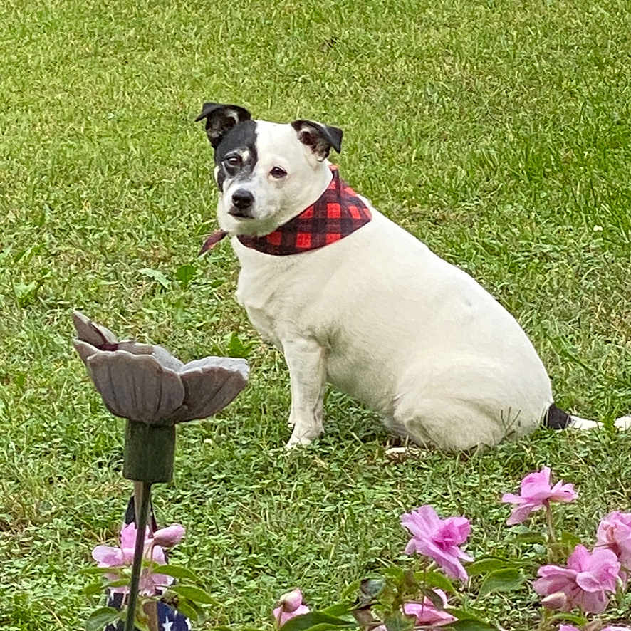 Charlie Pride is registered to the contest to win money with this photo: dog, white_dog, black_patch, bandana, red_bandana, grass, lawn, flowers, pink_flowers, garden_ornament, outdoor, pet, animal, sitting, nature, greenery, daylight, canine, cute, portrait
