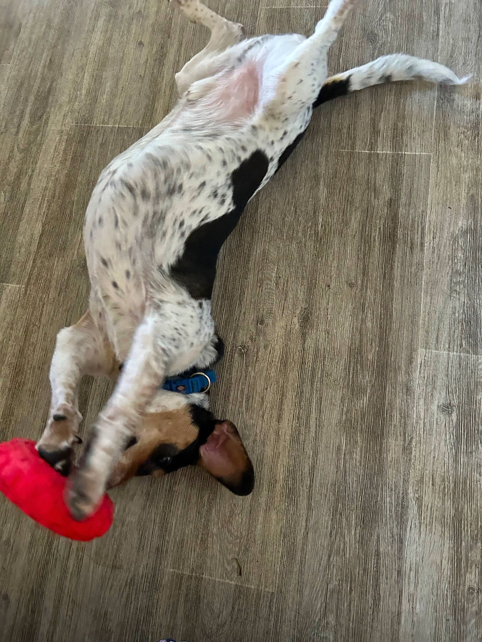 Pooky a rejoint le concours — aidez-le/la à gagner de superbes lots ! art, canidae, carnivore, companion_dog, dalmatian, dog, dog_breed, fawn, foot, grey, hardwood, human_leg, paw, snout, sporting_group, tail, terrestrial_animal, wildlife, wood, working_animal