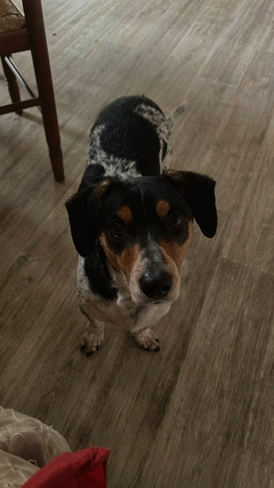 Pooky a rejoint le concours — aidez-le/la à gagner de superbes lots ! carnivore, companion_dog, dog, dog_breed, eyewear, floor, flooring, fur, hardwood, paw, plank, terrier, toy_dog, varnish, whiskers, wood, wood_flooring, wood_stain, working_animal, working_dog