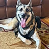 Jotoro Jostar is registered to the contest to win money with this photo: dog, canine, pet, indoor, leather_couch, carpet, tongue_out, happy, lying_down, fur, ears, black_harness, backpack, wooden_floor, smiling, domestic_animal, animal, mammal, companion, resting