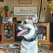 Jotoro Jostar is registered to the contest to win money with this photo: dog, indoor, living_room, carpet, vase, flower, wooden_cabinet, photograph, sign, decor, toy, yoda_figure, tongue_out, pet, collar, smiling, home_decor, wall_art, furniture, floor