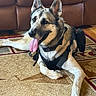 Jotoro Jostar joined the competition — help win amazing prizes! dog, german_shepherd, pet, canine, animal, indoor, carpet, leather_couch, tongue_out, harness, resting, fur, ears, paw, muzzle, domestic_animal, house, relaxed, companion, friendly