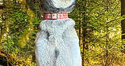 Jotoro Jostar is registered to the contest to win money with this photo: dog, animal, forest, nature, outdoor, collar, canine, pet, wildlife, tree, greenery, sunlight, sitting, alert, mammal, fur, portrait, daylight, eyes, ears