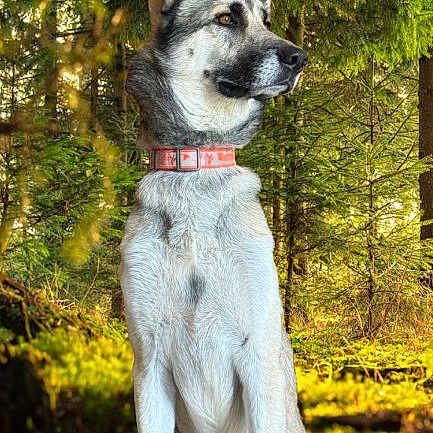 Jotoro Jostar is registered to the contest to win money with this photo: dog, animal, forest, nature, outdoor, collar, canine, pet, wildlife, tree, greenery, sunlight, sitting, alert, mammal, fur, portrait, daylight, eyes, ears