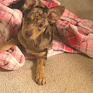 Chip joined the competition — help win amazing prizes! dog, puppy, blanket, plaid, carpet, indoor, pet, animal, fur, ears, paw, lying_down, cozy, cute, resting, brown, tan, spotted, domestic_animal, small_dog