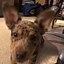 Chip is registered to the contest to win money with this photo: puppy, dog, indoor, carpet, ears, close_up, blurry, brown, spots, floor, furniture, box, chair, plastic_mat, wheel, pet, animal, cute, young, canine