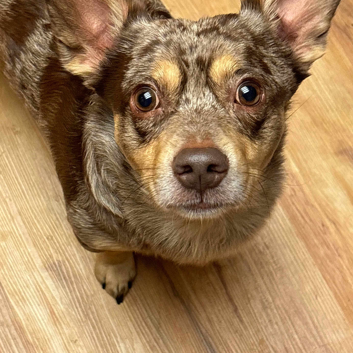 Chip is registered to the contest to win money with this photo: adorable, animal, attention, brown, canine, close_up, companion, curious, cute, dog, ears, eyes, fur, indoor, looking_up, muzzle, nose, pet, portrait, wooden_floor