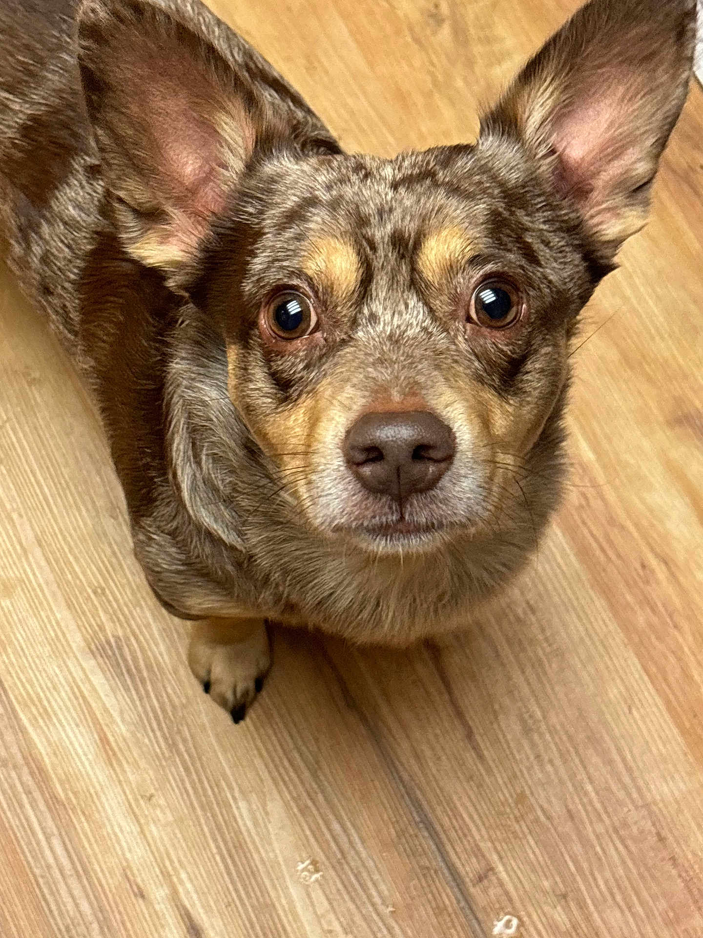 Chip is registered to the contest to win money with this photo: dog, pet, animal, canine, close_up, ears, eyes, fur, indoor, wooden_floor, looking_up, curious, brown, adorable, muzzle, nose, portrait, attention, companion, cute