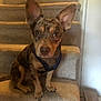 Chip joined the competition — help win amazing prizes! dog, pet, stairs, carpet, indoor, animal, canine, brown, blue_harness, ears, sitting, looking, household, floor, wall, cardboard_box, domestic, fur, young_dog, attention