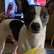 Paco is registered to the contest to win money with this photo: dog, black_and_white, pet, indoor, living_room, television, blurred_background, ears, curious, close_up, canine, household, furniture, blanket, couch, domestic_animal, companion, watching, animal, portrait