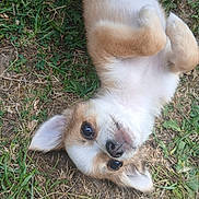 Guizmo participe au concours pour gagner de l'argent avec cette photo : adorable, animal, brown, cute, dog, ears, eyes, fur, grass, laying_down, nature, nose, outdoor, pet, playful, puppy, small, whiskers, white, young