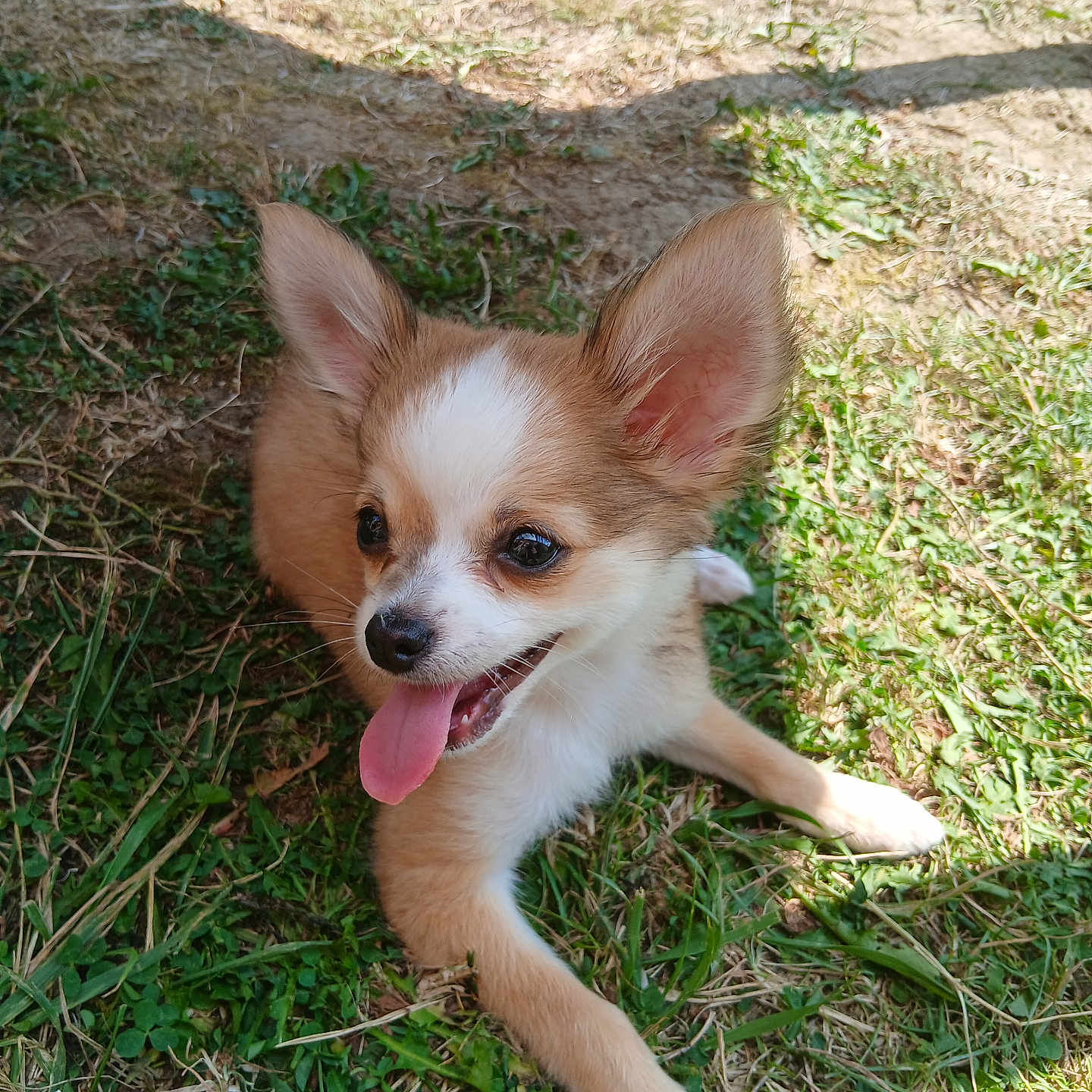 Guizmo a rejoint le concours — aidez-le/la à gagner de superbes lots ! animal, canine, cute, dog, ears, fur, grass, happy, mammal, nature, outdoor, pet, playful, puppy, resting, small_dog, sunlight, tongue, tongue_out, young