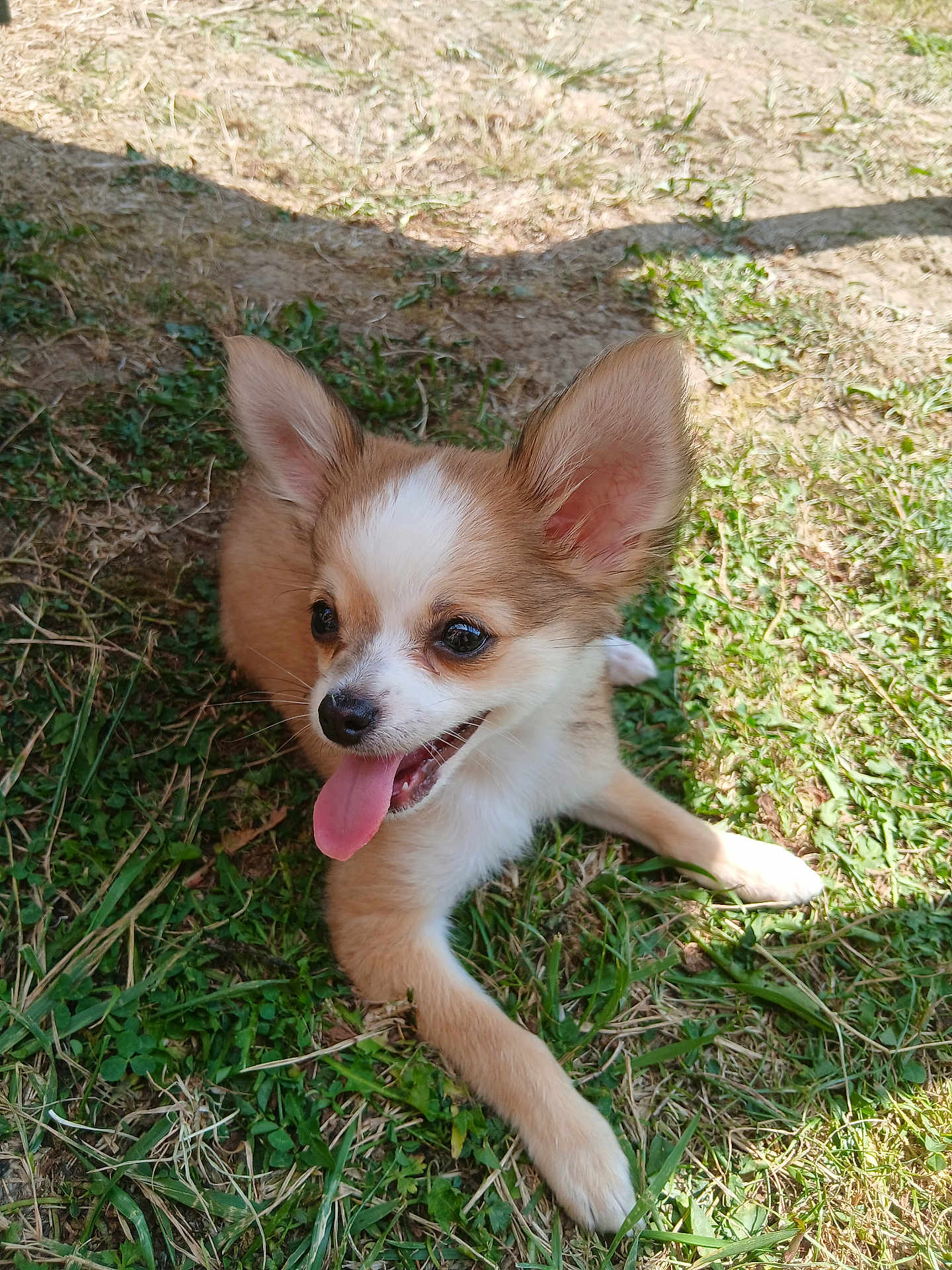 Guizmo a rejoint le concours — aidez-le/la à gagner de superbes lots ! puppy, dog, grass, outdoor, sunlight, tongue_out, ears, pet, young, animal, cute, playful, nature, mammal, fur, happy, small_dog, resting, tongue, canine