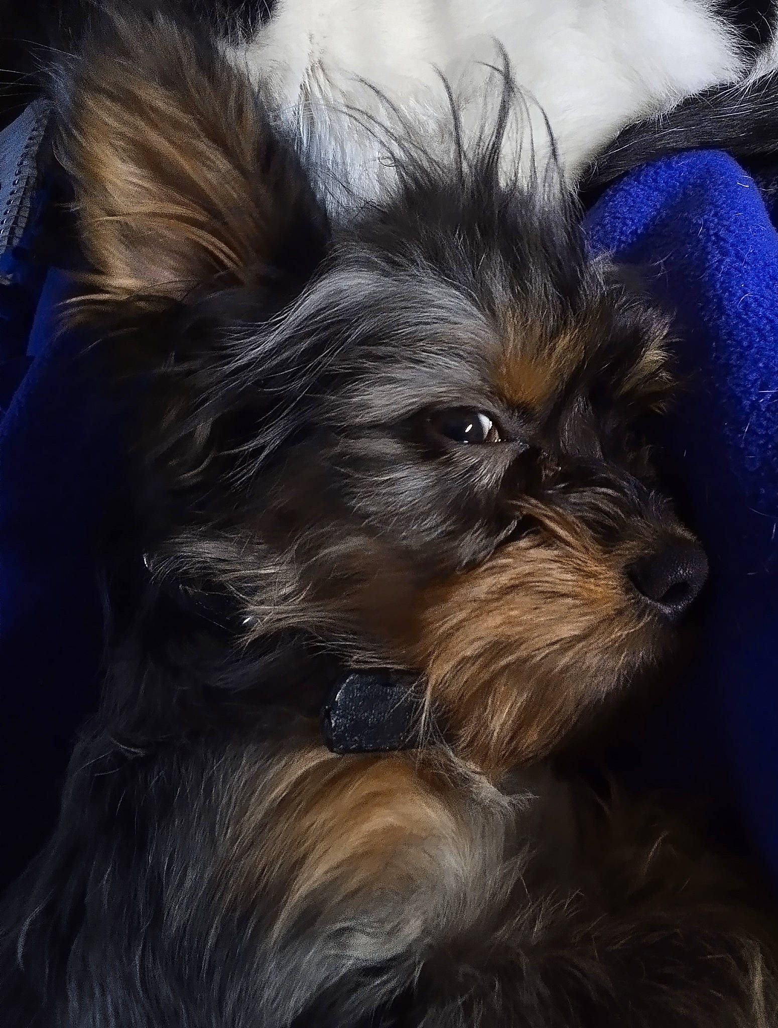 Jack... Jack is registered to the contest to win money with this photo: canidae, carnivore, companion_dog, dog, dog_breed, electric_blue, fur, liver, non_sporting_group, puppy, small_terrier, snout, sporting_group, terrestrial_animal, terrier, toy_dog, whiskers, wildlife, working_animal, yorkipoo