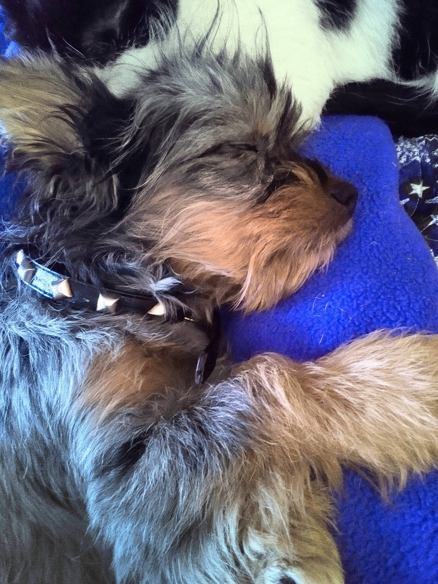 Jack... Jack is registered to the contest to win money with this photo: biewer_terrier, canidae, carnivore, companion_dog, dog, dog_breed, electric_blue, fur, liver, maltepoo, mammal, photography, small_terrier, snout, sporting_group, terrier, toy_dog, water_dog, working_animal, yorkipoo