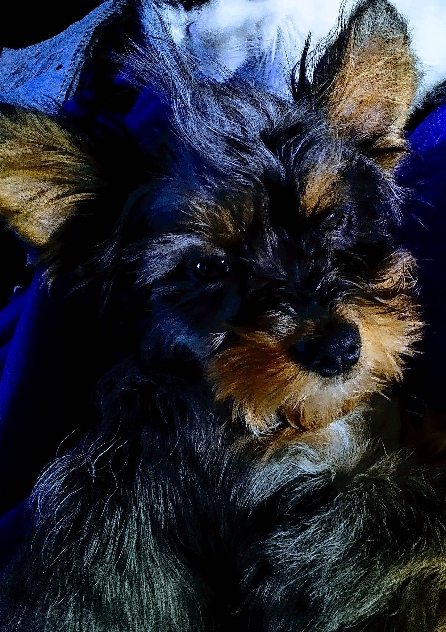 Jack... Jack joined the competition — help win amazing prizes! biewer_terrier, canidae, carnivore, companion_dog, dog, dog_breed, electric_blue, fur, liver, puppy, small_terrier, sporting_group, terrestrial_animal, terrier, toy_dog, water_dog, whiskers, working_animal, yorkipoo, yorkshire_terrier