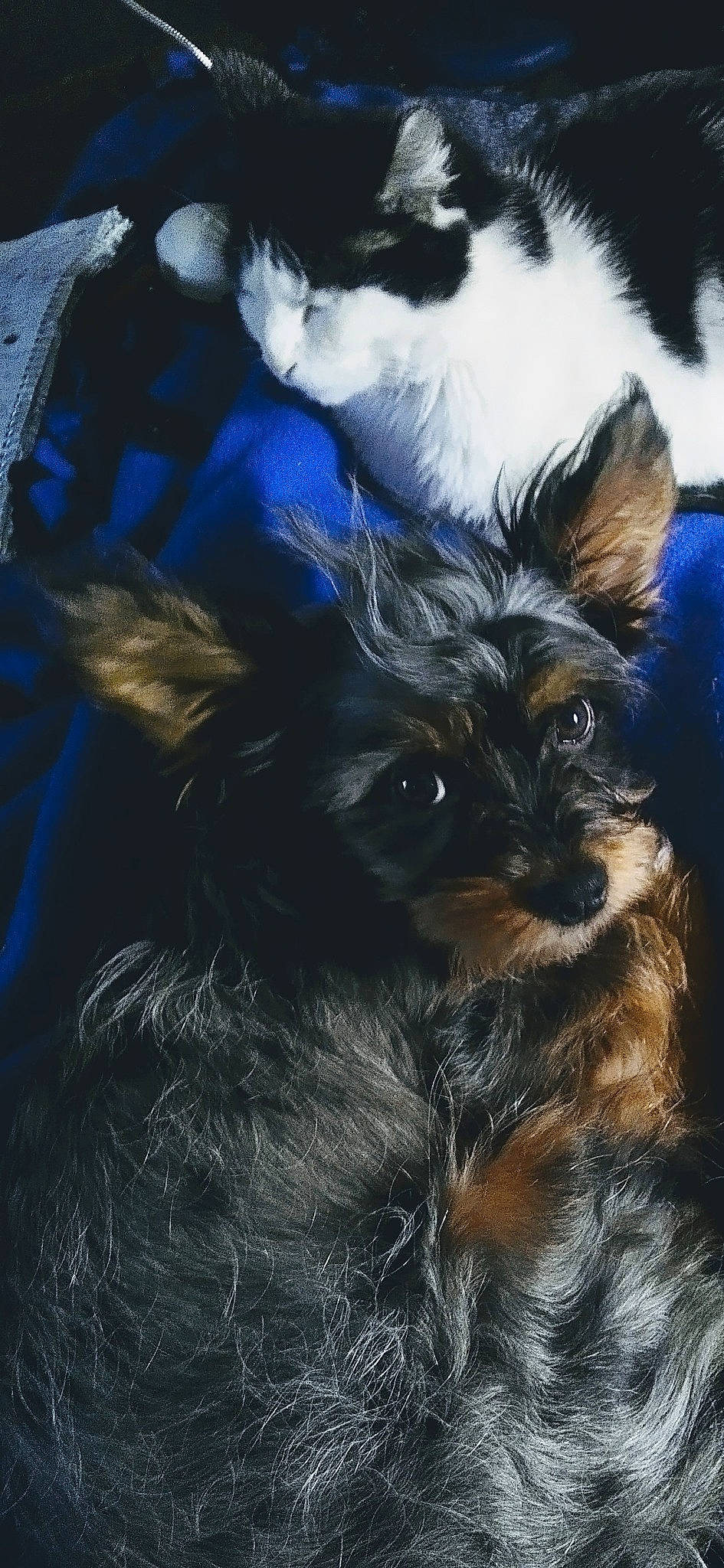 Jack... Jack joined the competition — help win amazing prizes! carnivore, companion_dog, dog, dog_breed, electric_blue, fur, liver, small_terrier, snout, terrestrial_animal, toy_dog, whiskers