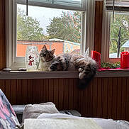 Baylee joined the competition — help win amazing prizes! animal, architecture, building, candle, cat, couch, furniture, hardwood, hottub, indoors, interiordesign, kitten, livingroom, manx, pet, room, tub, window, windowsill, wood