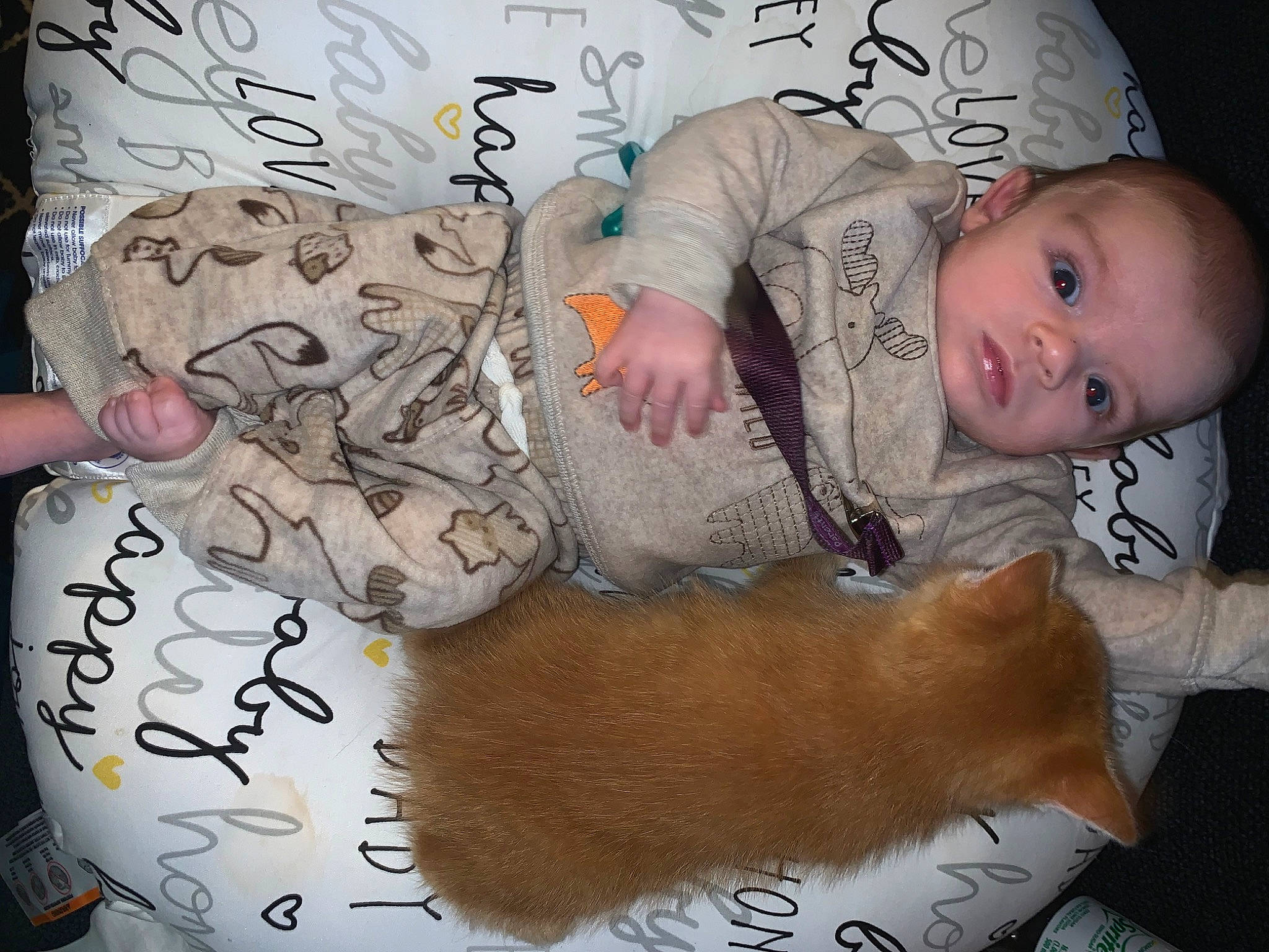 Aydan is registered to the contest to win money with this photo: baby, baby_toddler_clothing, child, comfort, companion_dog, felidae, finger, font, fur, head, lap, linens, mammal, pattern, person, room, sleeve, smile, textile, toddler