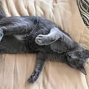 Percy is registered to the contest to win money with this photo: cat, gray_cat, pet, feline, lying_down, relaxed, indoor, bed, beige, soft_texture, paw, whiskers, ears, tail, cushion, patterned_cushion, cozy, fur, playful, domestic_animal