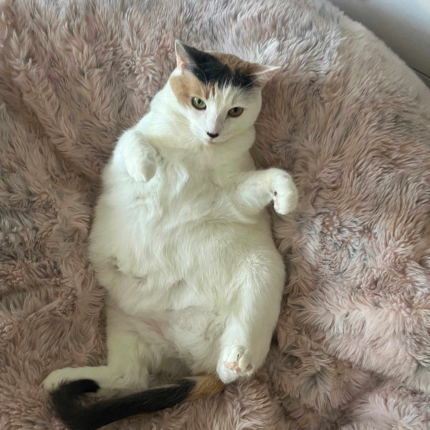 Fifi is registered to the contest to win money with this photo: cat, white_cat, calico_cat, fluffy, relaxed, indoor, plush_blanket, pink_blanket, pet, feline, cute, resting, cozy, fur, animal, paw, tail, looking, soft_texture, home